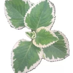 Hortelã Pimenta Rajado (maço)