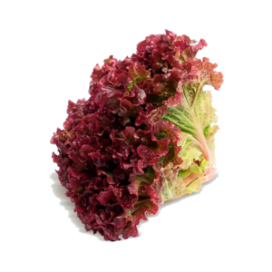 Alface Crespa Roxa (cabeça)