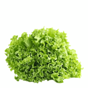 Alface Crespa