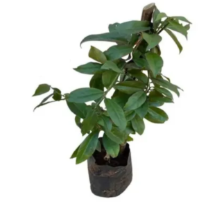 Muda de Ora-Pro-Nóbis