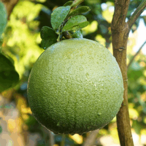 Toranja (unidade)