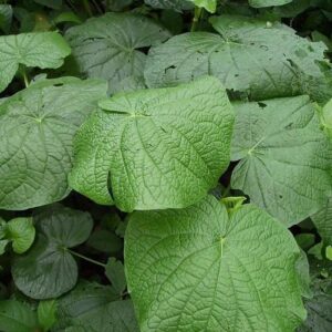 Folhas de pariparoba (maço)